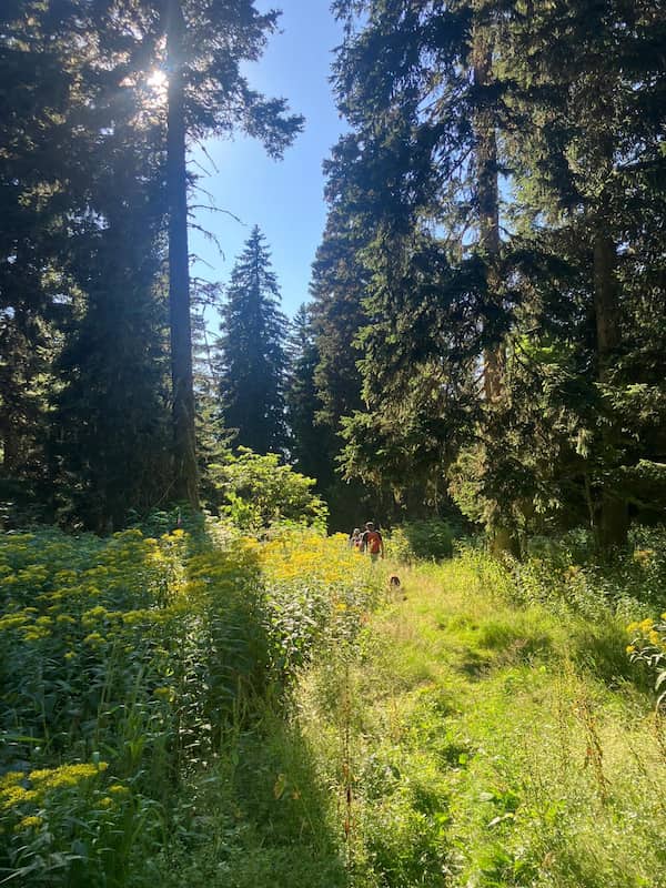 Chemin dans la forĂŞt