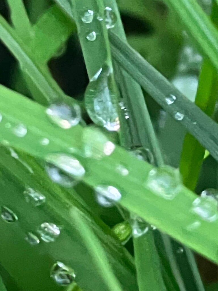 Gouttes d'eau sur herbes