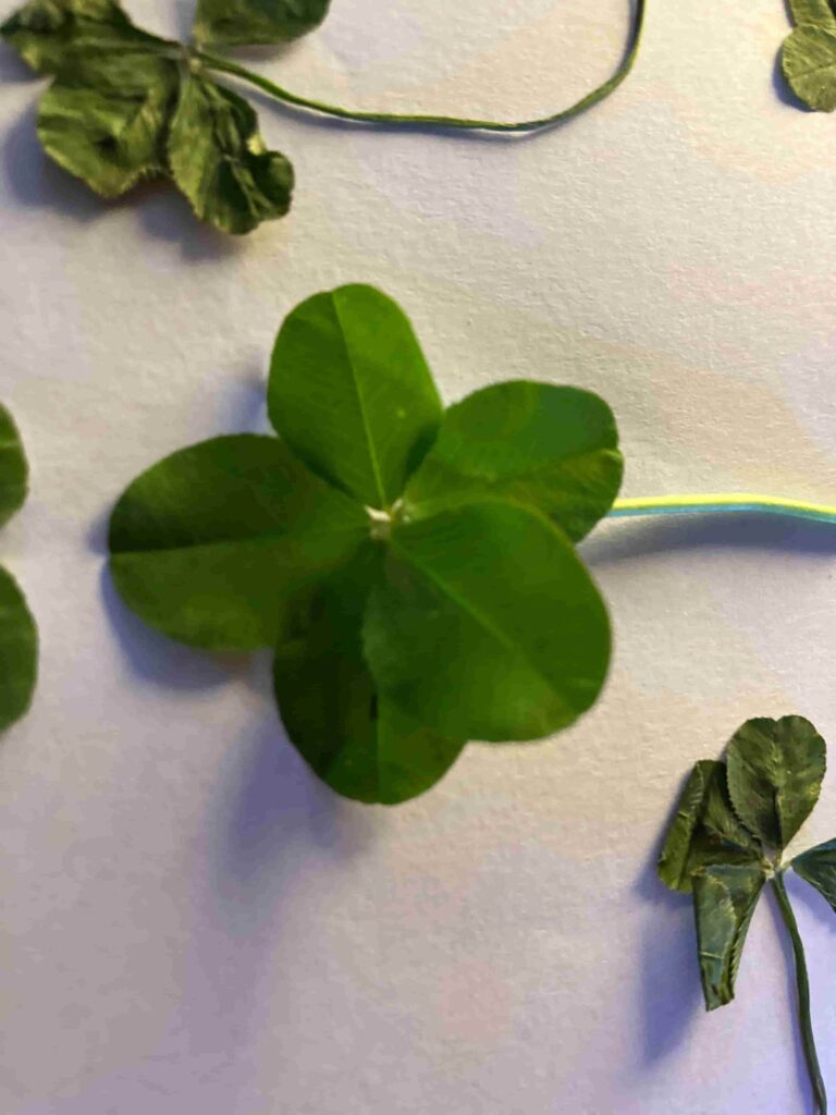 Trèfle à cinq feuilles